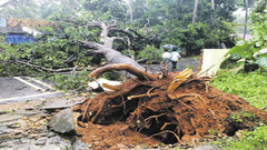 ভারতে তিতলির আঘাতে ৮ জনের মৃত্যু