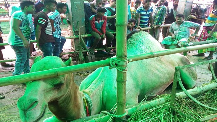 হাটের আকর্ষণ ২০ মনের উট