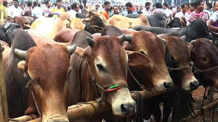 দেশে রয়েছে ১ কোটি ১৬ লাখ কোরবানিযোগ্য পশু