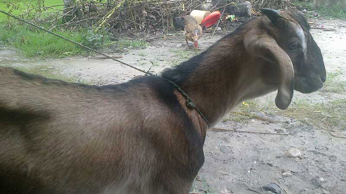 গণধর্ষণে অন্তঃসত্ত্বা ছাগল: পলাতক ৮ অভিযুক্ত