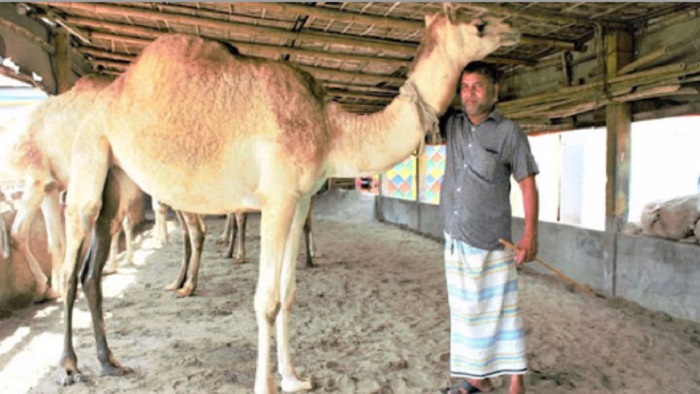 উটের খামার করে সাবলম্বী মোহাম্মদপুরের জাকের