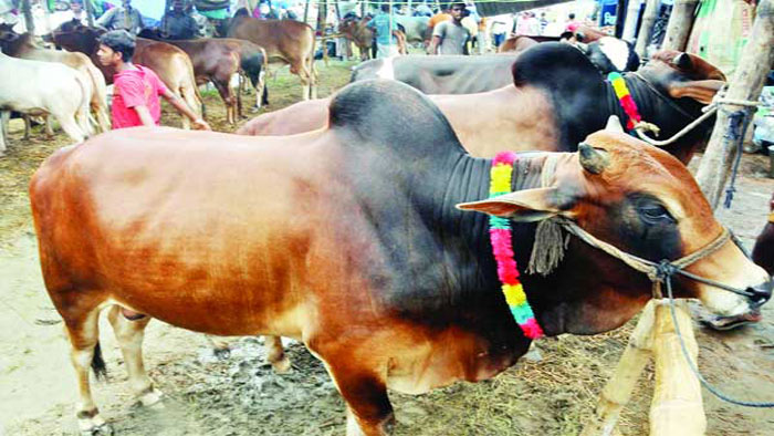 কোরবানির পশু ক্রয়ে সক্রিয় সিন্ডিকেট