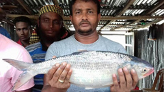 ২কেজি ৬০০ গ্রাম ওজনের ইলিশ
