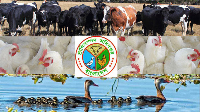 ঢেলে সাজানো হচ্ছে প্রাণিসম্পদ বিভাগ