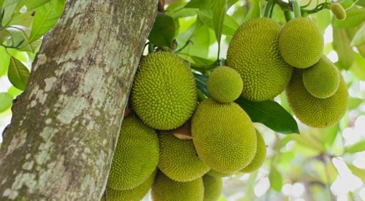 মেহেরপুরে কাঁঠালের বাম্পার ফলন