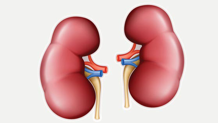 ৫ নিয়ম মেনে দূরে রাখুন কিডনির সমস্যা