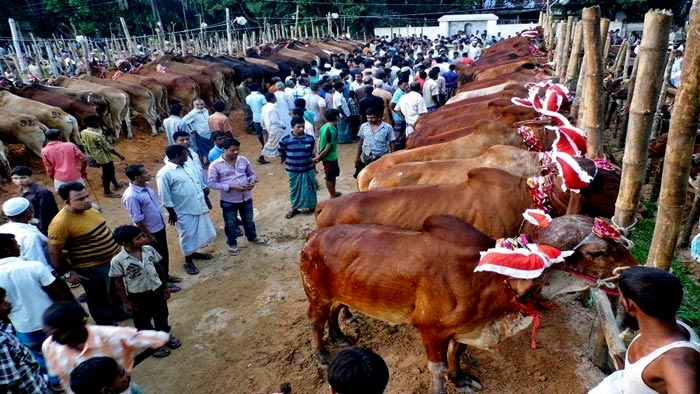 দেশীয় পশুতে মিটবে কোরবানির চাহিদা