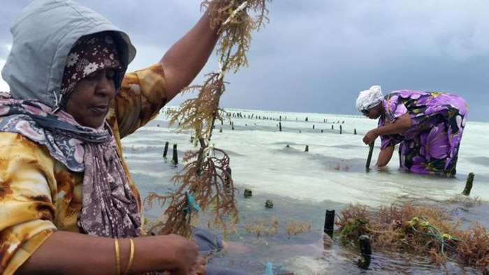 গাছের শেকড় বেঁচে ভাগ্যের শিখরে তানজানিয়ার নারীরা