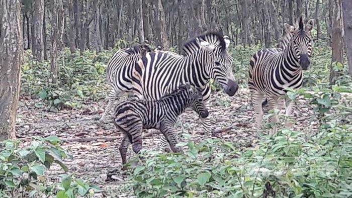 বঙ্গবন্ধু সাফারি পার্কে নতুন অতিথি