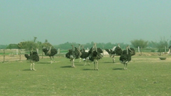 দিনাজপুরে চমক লাগানো উটপাখির খামার (ভিডিও)