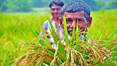 এ অর্জনে কৃষকেরও বড় ভূমিকা রয়েছে