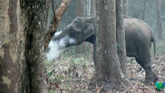 ভারতে ‘ধূমপায়ী’ বন্য হাতিকে ঘিরে বিজ্ঞানীদের বিস্ময়