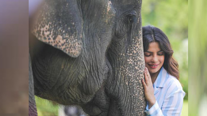 হাতিকে আদর করলেন প্রিয়াঙ্কা   