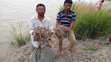 বগুড়ায় বস্তা বস্তা কাটা টাকা নিয়ে তুলকালাম (ভিডিও)