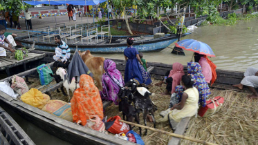 পদ্মায় পানি বাড়ায় বিপাকে চরাঞ্চলের মানুষ