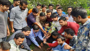 প্রধানমন্ত্রীর জন্মদিন উপলক্ষে ঢাকা কলেজে বৃক্ষরোপণ কর্মসূচি