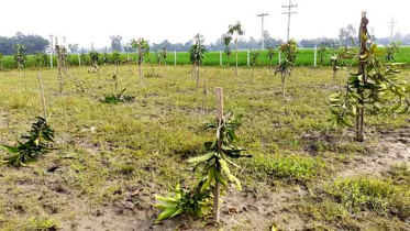 জমিজমা বিরোধের জেরে ২০ হাজার আমের চারা কর্তন