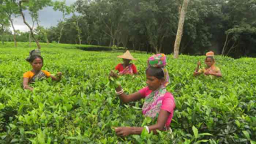 চা উৎপাদনে বাংলাদেশের রেকর্ড চা উৎপাদনে বাংলাদেশের রেকর্ড