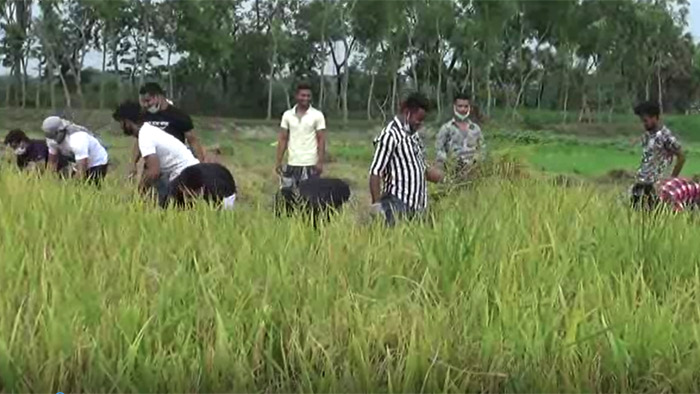 ধান কাটছেন কুমিল্লা উত্তর জেলা ছাত্রলীগের নেতকর্মীরা- একুশে টেলিভিশন