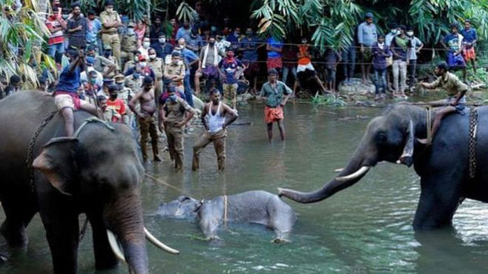 অন্য দুটি হাতির সাহায্যে বনবিভাগের কর্মীরা মৃত হাতিটি নদী থেকে তুলছে। ছবি: সংগৃহীত