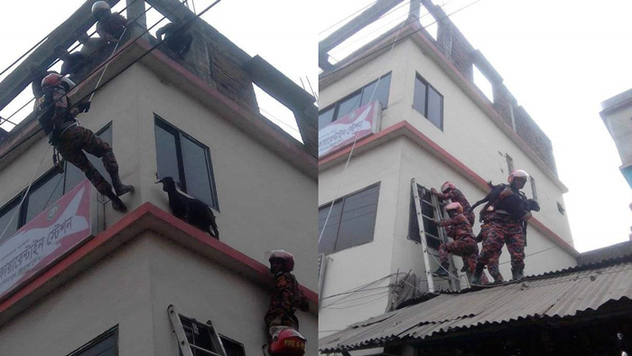 ছাগলের প্রাণ বাঁচাতে ফায়ার সার্ভিসের লঙ্কাকাণ্ড!