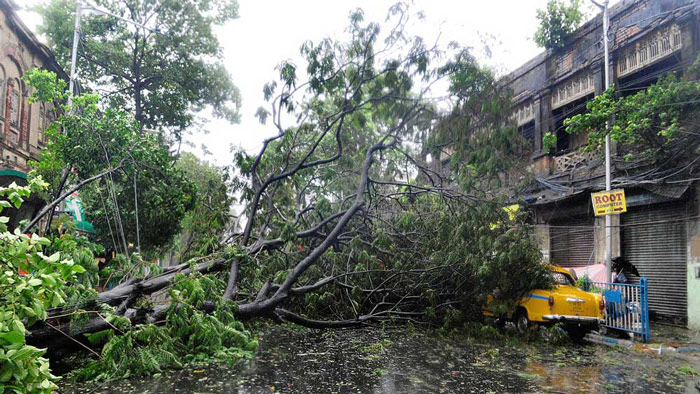 আমহার্স্ট স্ট্রিটে গাছের নিচে চাপা পড়েছে ট্যাক্সি। ছবি: সংগৃহীত