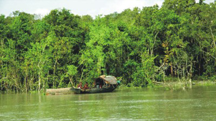 সুন্দরবনের চিত্র।