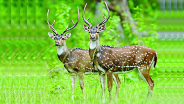 বরগুনায় হরিণের মাথাসহ দুইটি চামড়া উদ্ধার 