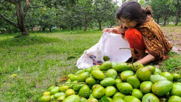 আম্পানে চুয়াডাঙ্গার আমচাষিদের ক্ষতি প্রায় ৩২ কোটি টাকা