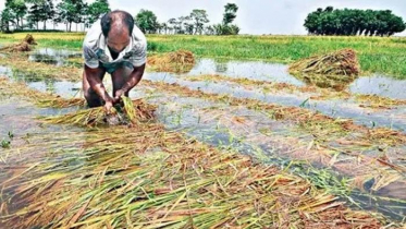 করোনায় কৃষকের ক্ষতি ৫৬ হাজার কোটি টাকা