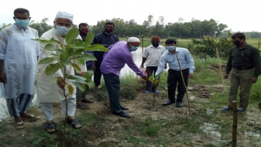 মুজিববর্ষ উপলক্ষে ধামইরহাটে বৃক্ষরোপন কর্মসূচি শুরু 