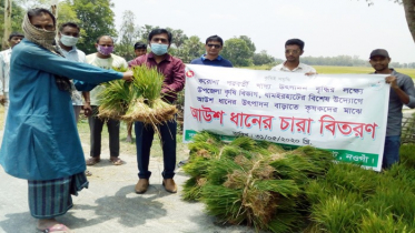 ধামইরহাটে কৃষকদের মাঝে বিনামূল্যে ধানের চারা বিতরণ