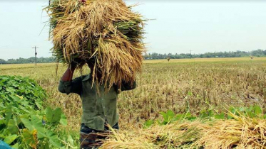 প্রান্তিক কৃষকদের শঙ্কা, আশ্বাস দিল কৃষি বিভাগ 