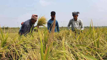 শ্রমিক সংকট কাটিয়ে ব্রাহ্মণবাড়িয়ায় ধান কাটার উৎসব