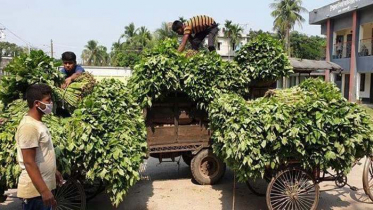 পররাষ্ট্র প্রতিমন্ত্রীর উদ্যোগে এলাকায় সবজি বিতরণ