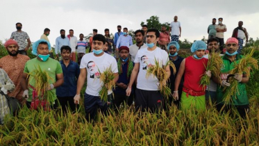 এবার কৃষকের ধান কাটলেন ছাত্রলীগের সভাপতি ও সম্পাদক