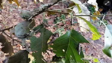 টেকনাফের কীট ‘পঙ্গপাল’ কিনা দেখতে যাচ্ছেন কীটতত্ত্ববিদরা