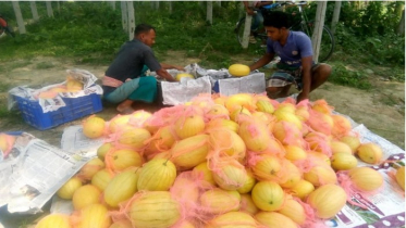 চুয়াডাঙ্গায় তরমুজের বাম্পার ফলনে করোনার প্রভাব