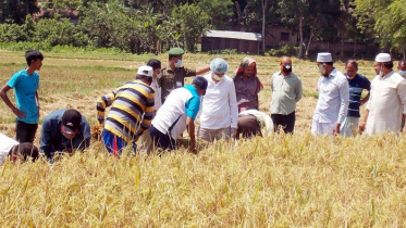 লোহাগড়ায় শিক্ষকদের নিয়ে ধান কাটলেন যশোর শিক্ষাবোর্ডের চেয়ারম্যান
