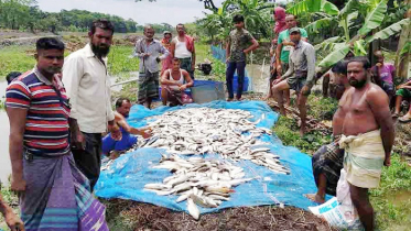 বাগেরহাটে ঘেরে বিষ প্রয়োগে মেরে ফেলল কয়েক লাখ টাকার মাছ