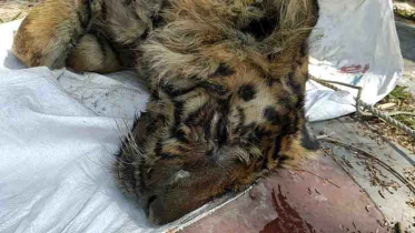 সুন্দরবনে কুমিরে খাওয়া বাঘটির ময়না তদন্ত সম্পন্ন