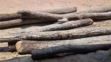মোংলায় সরকারি গাছ বিক্রি করলেন পরিবার কল্যাণ পরিদর্শিকা