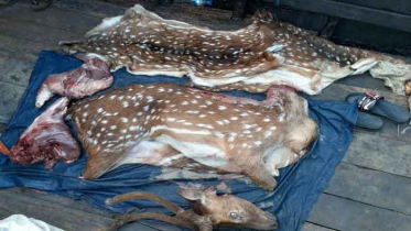 সুন্দরবনে ৫০ কেজি হরিণের মাংসসহ চামড়া ও মাথা উদ্ধার