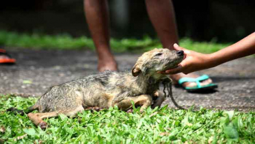 বাউফলে খেঁকশিয়ালের শাবক উদ্ধার বাউফলে খেঁকশিয়ালের শাবক উদ্ধার