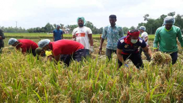 রোজা রেখে কৃষকের জমির ধান কেটে দিল ছাত্রলীগ