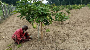 বছরজুড়েই ফসল তোলেন চুয়াডাঙ্গার কৃষক বাশার