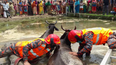 চোরাবালিতে আটকে পড়া গরু উদ্ধারে ফায়ার সার্ভিস