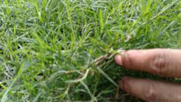 দুর্বা ঘাসের আশ্চর্য ওষুধি গুণ!