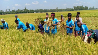 হিলিতে ধান কেটে দিলো আওয়ামীলীগের নেতাকর্মী ও পুলিশ