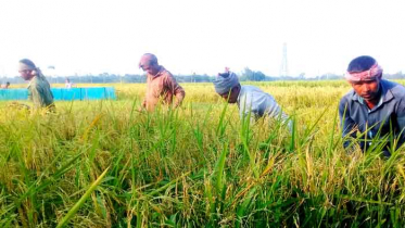 জয়পুরহাটে ৩২ শতাংশ বোরো ধান কাটা সম্পন্ন 